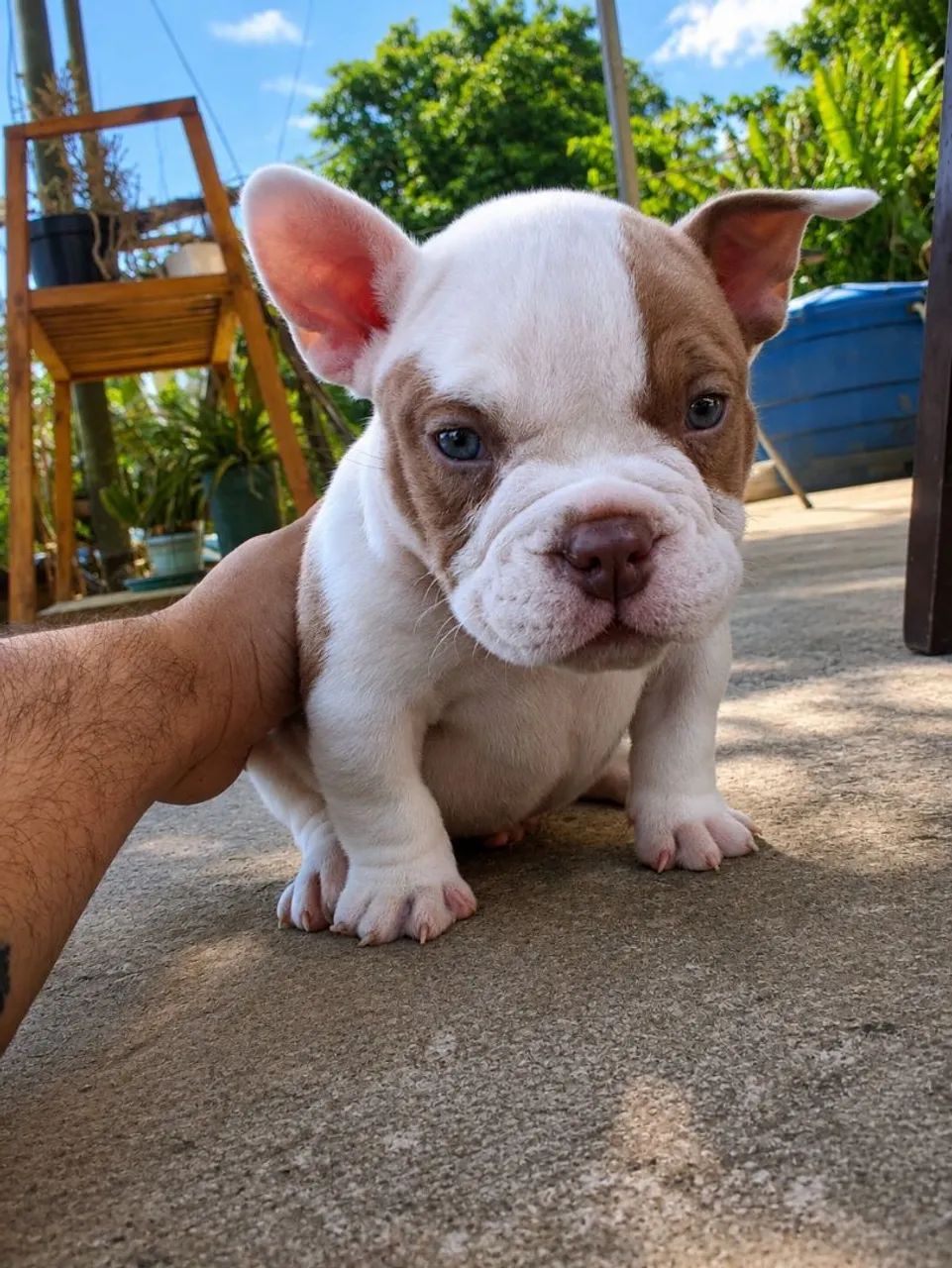 América Bully micro - Foto 3