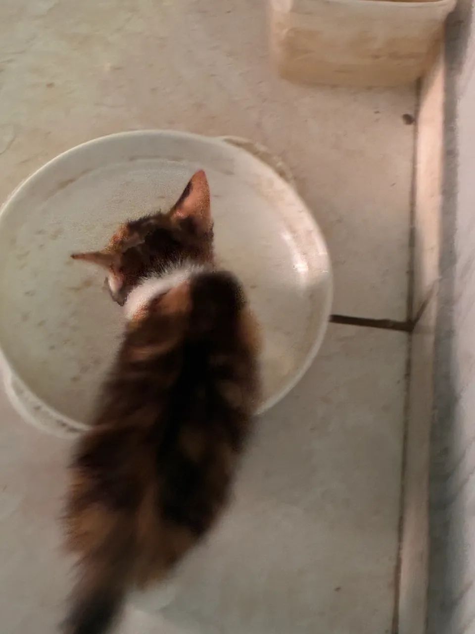 DOAÇÃO DE GATO URGENTE  - Foto 3