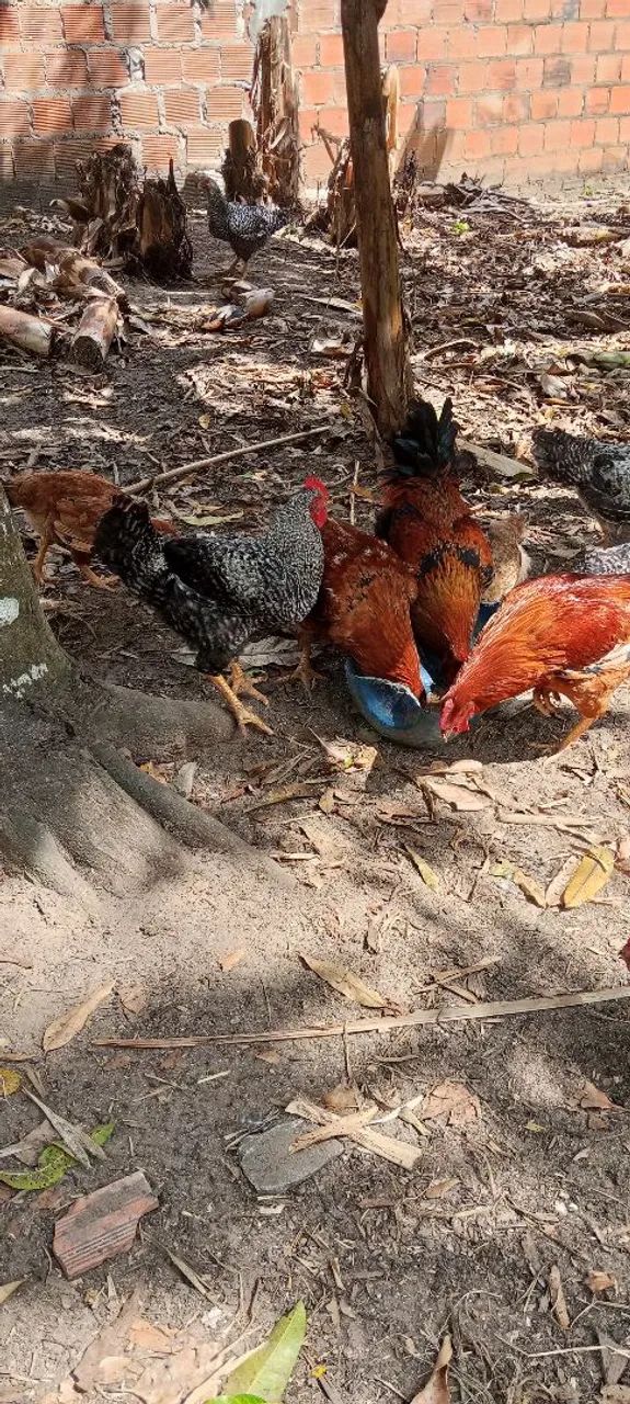Galo - Foto 4