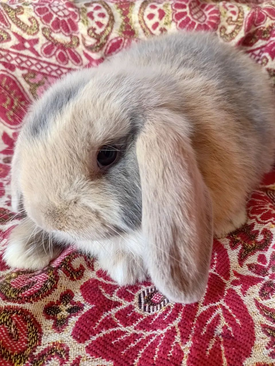 Mini lop fêminha  - Foto 2