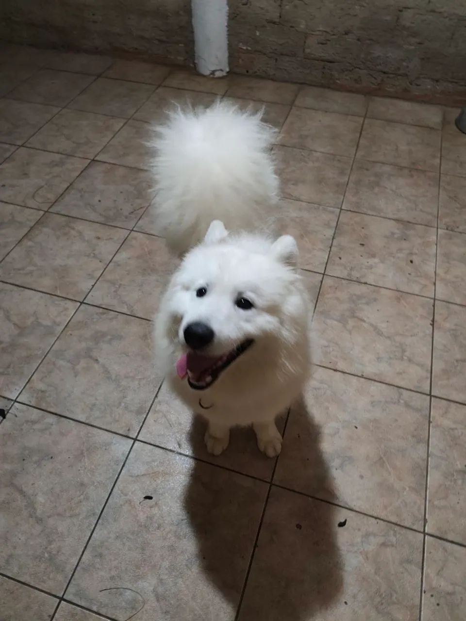 Samoeda com pedigree 6 meses - Foto 4