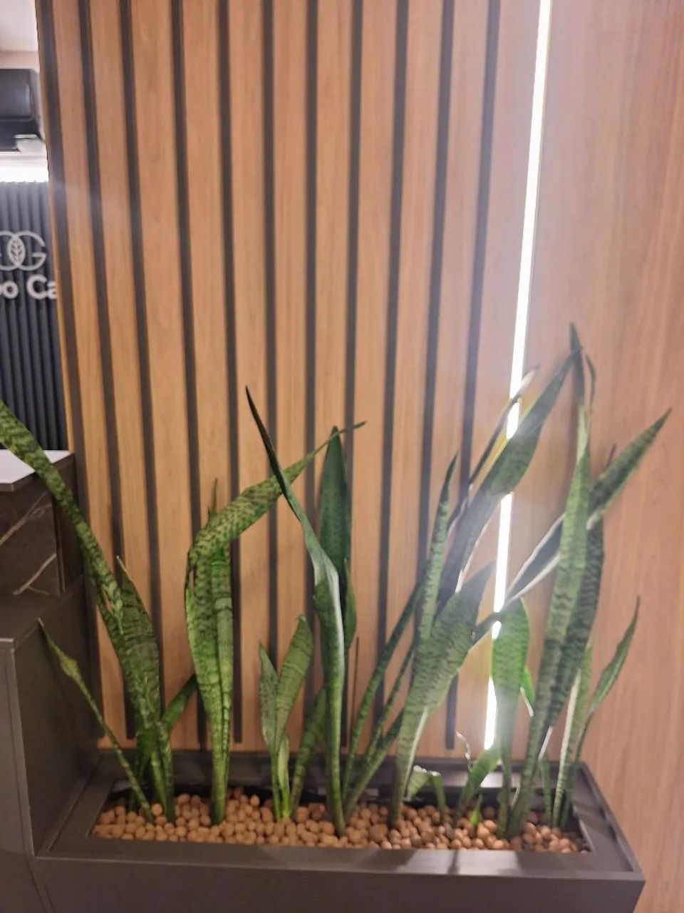 Sansevieria/ Espada de São Jorge  - Foto 5