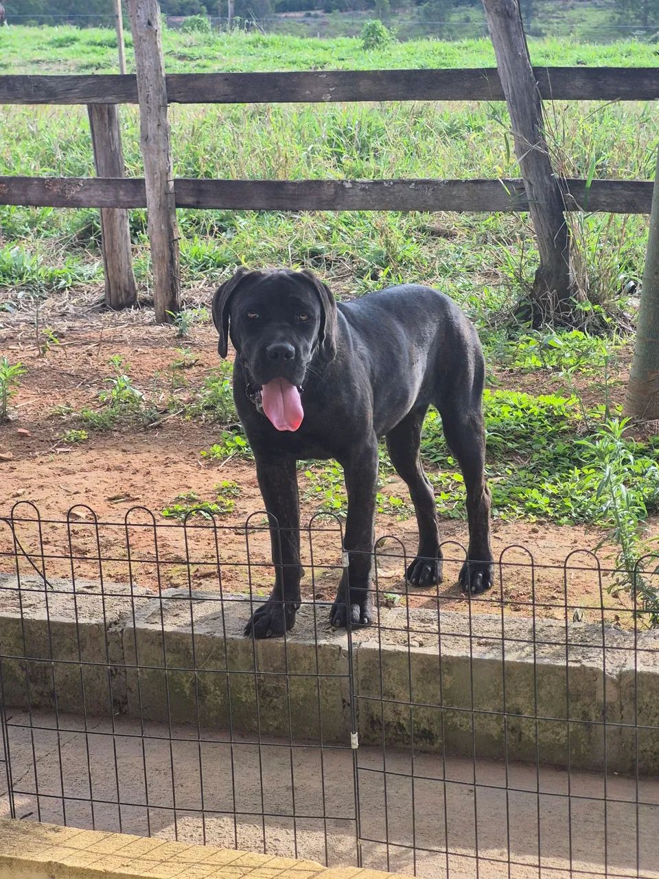 Casal cane corso 7 e 8 meses  - Foto 2