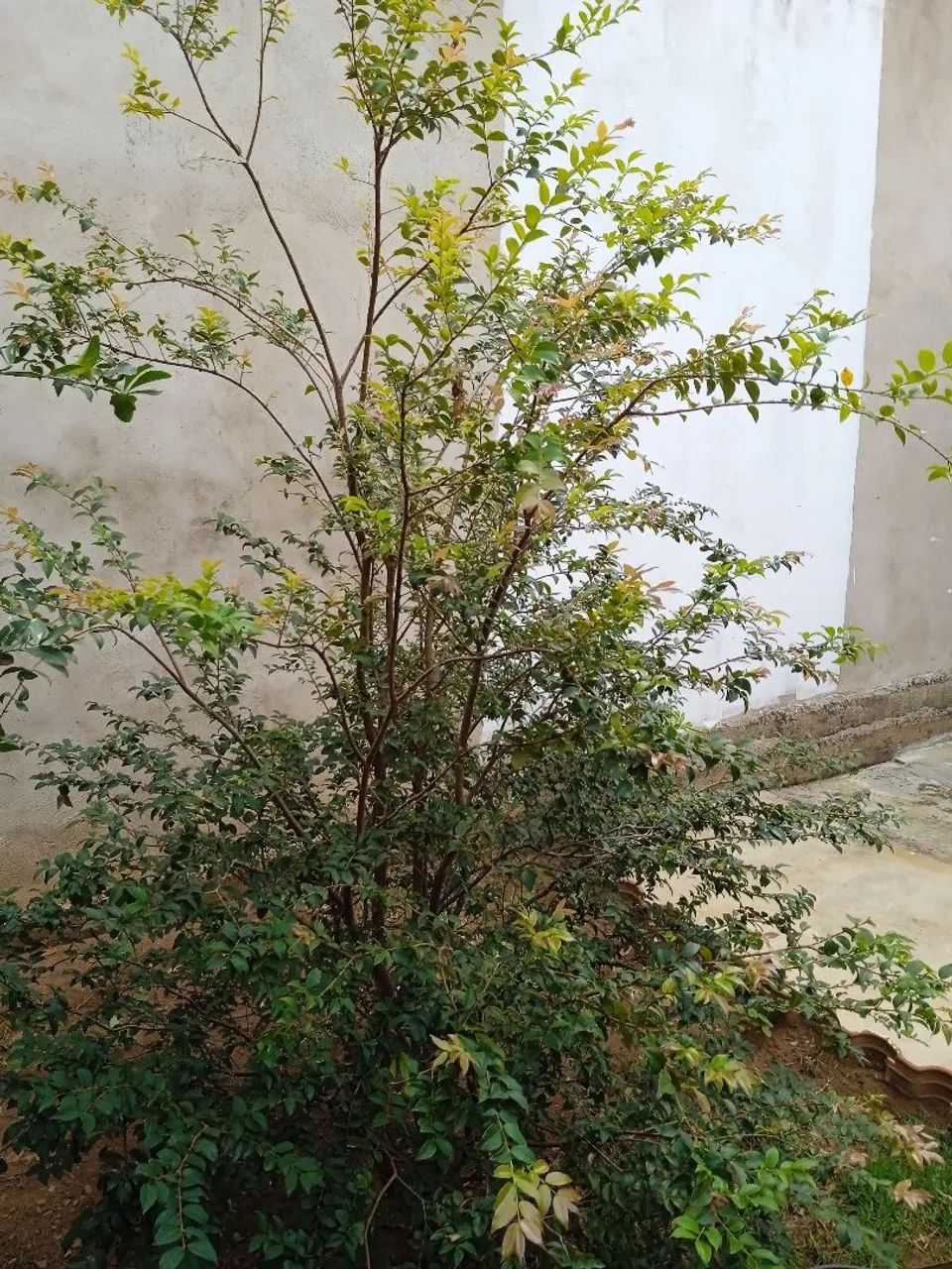 Pé de Jaboticaba Híbrido 