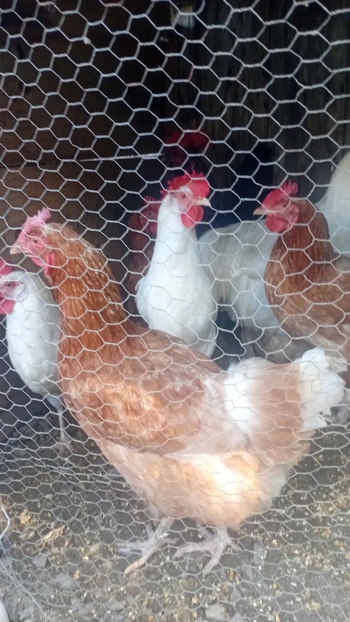 Galinhas poedeiras 