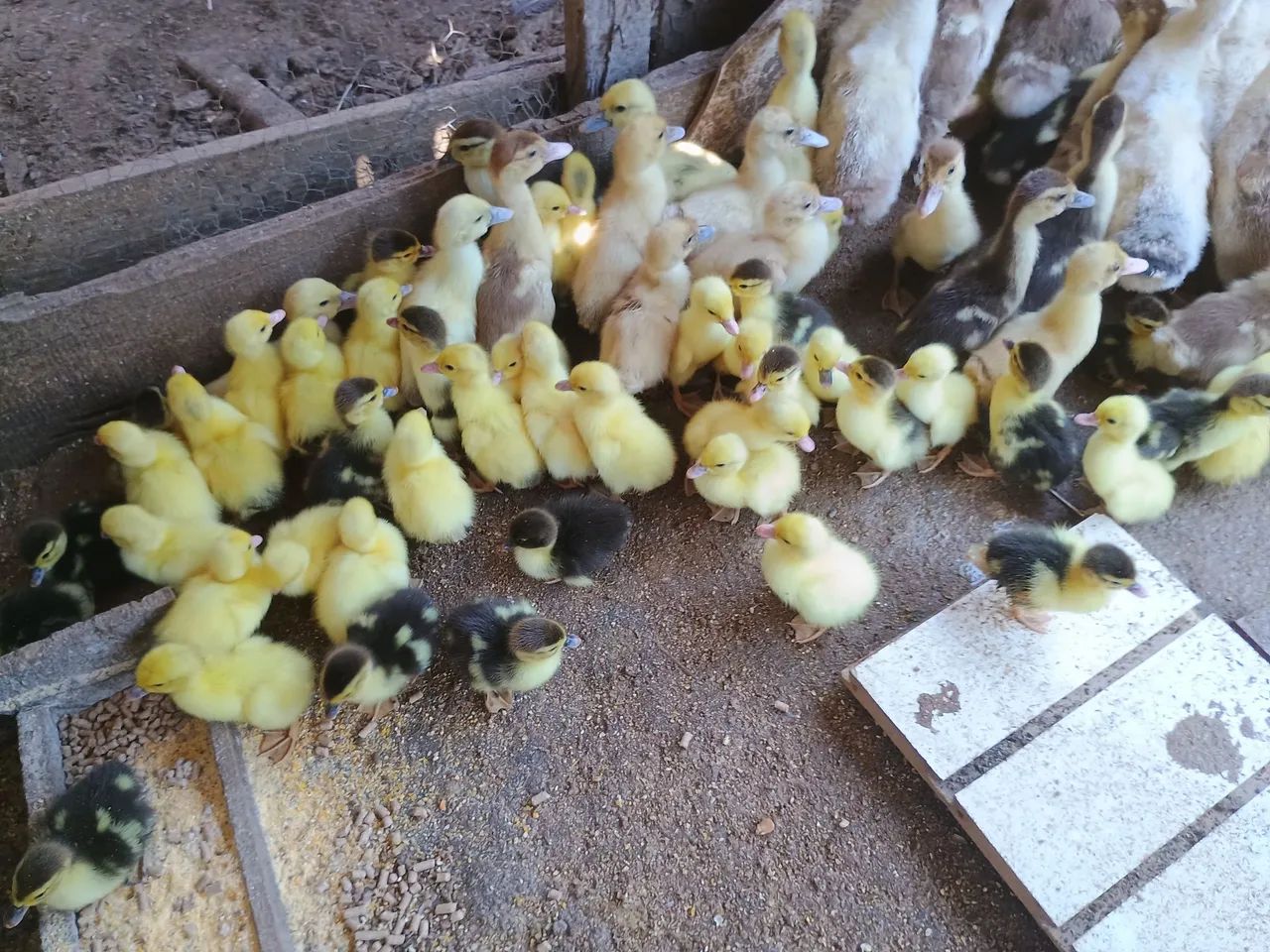 Vendo patos e galinha caipira  - Foto 4
