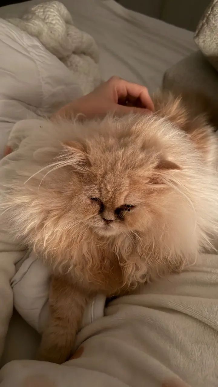 Gato persa  - Foto 2