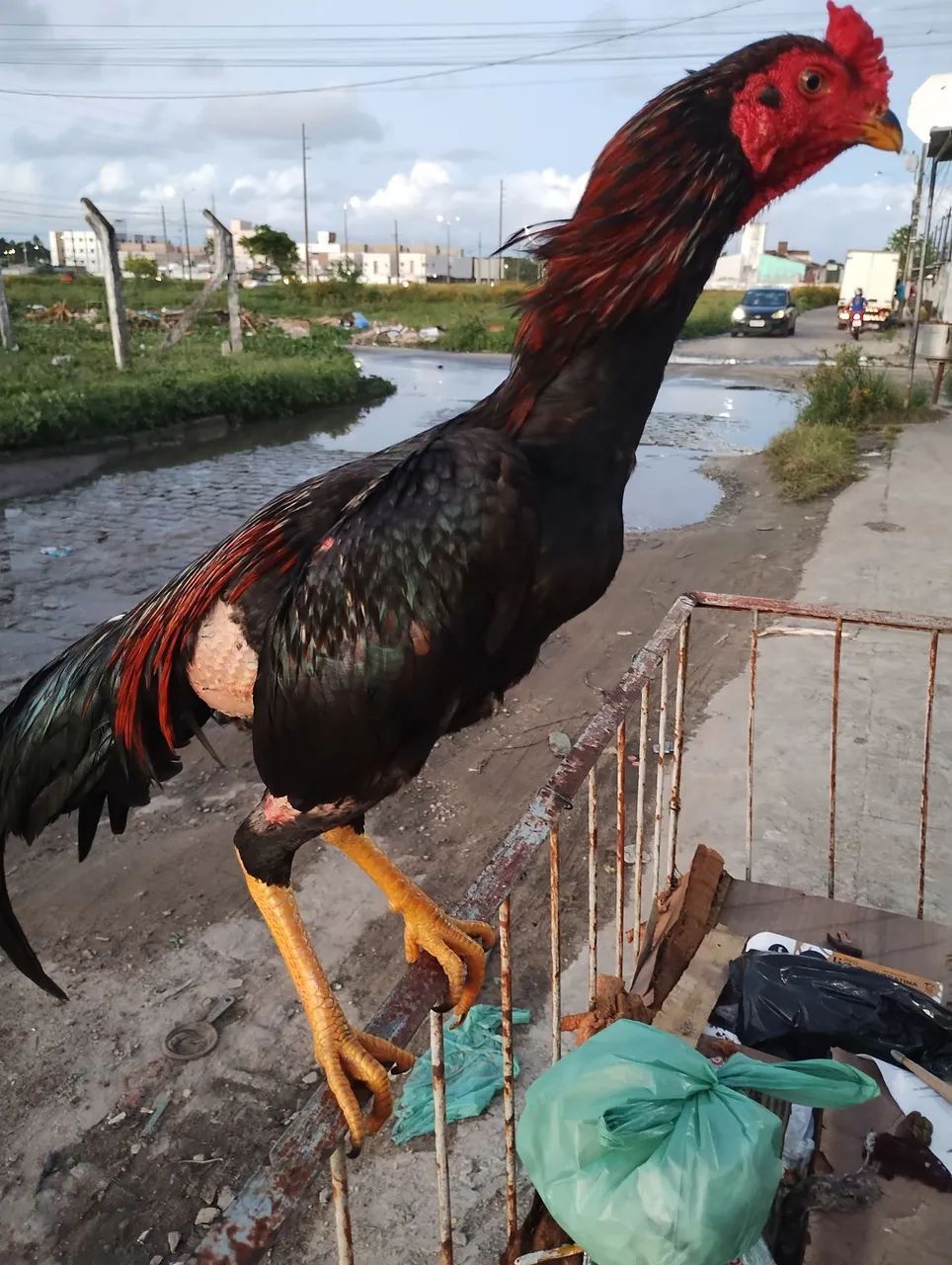 Frango moura