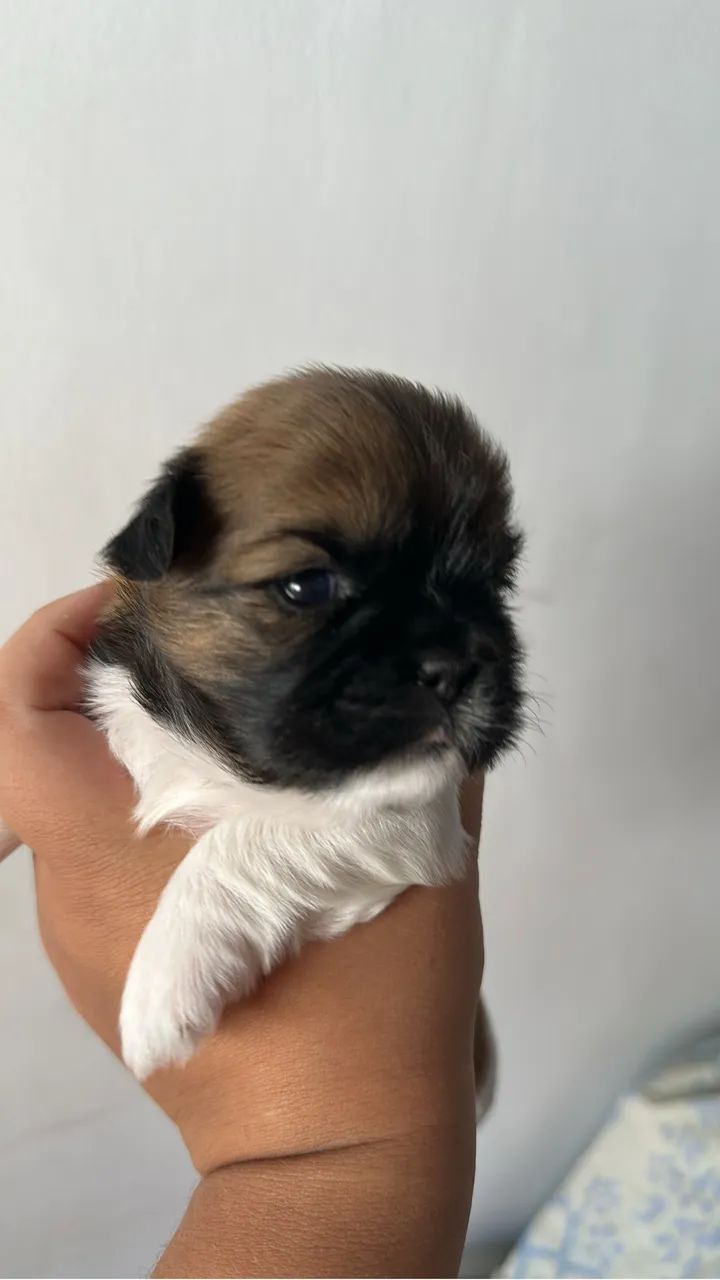 Filhotes shih tzu - Foto 4