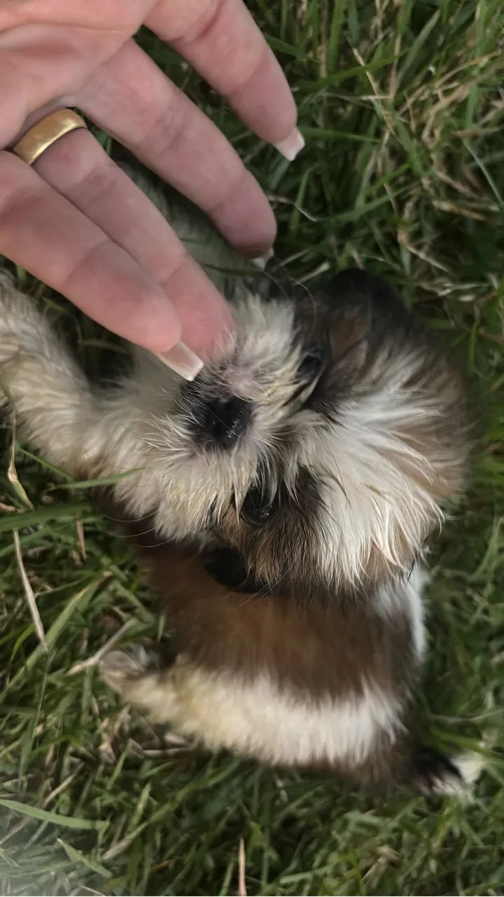 Shitzu 