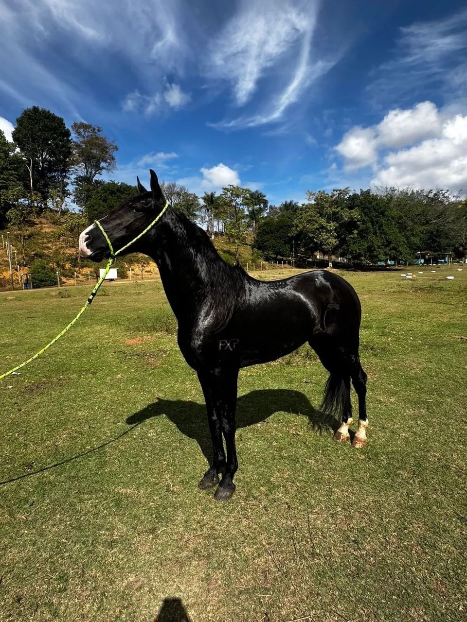 CAVALO 
