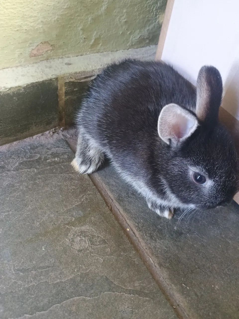 Vendo Mini coelho  - Foto 2