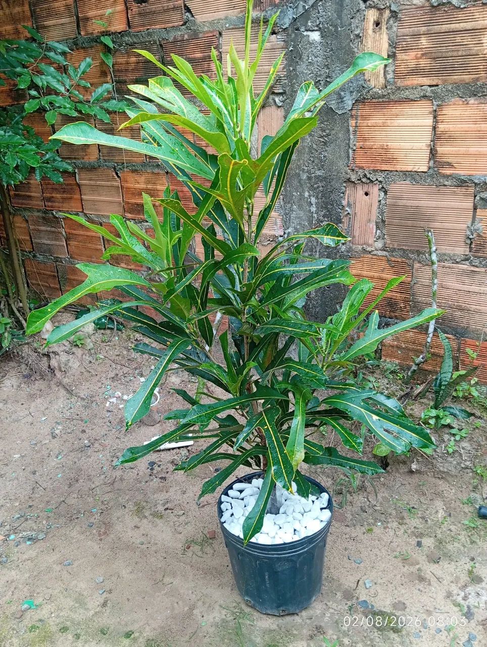 Plantas  - Foto 3