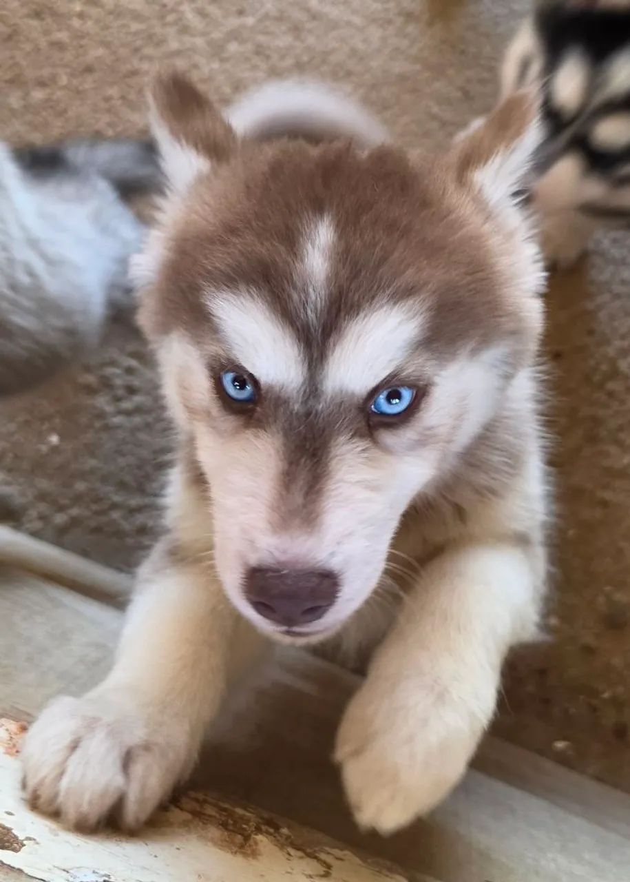 FILHOTES DE HUSKY SIBERIANO LINDOS E PUROS
