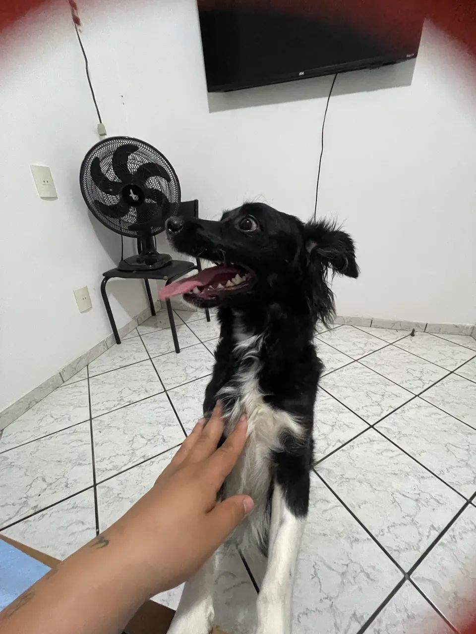 Cachorra para adoção 