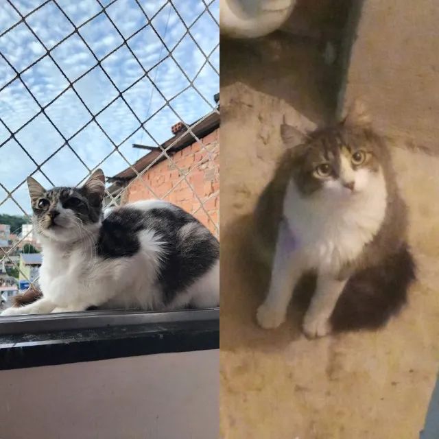 Doação de 2 gatinhas
