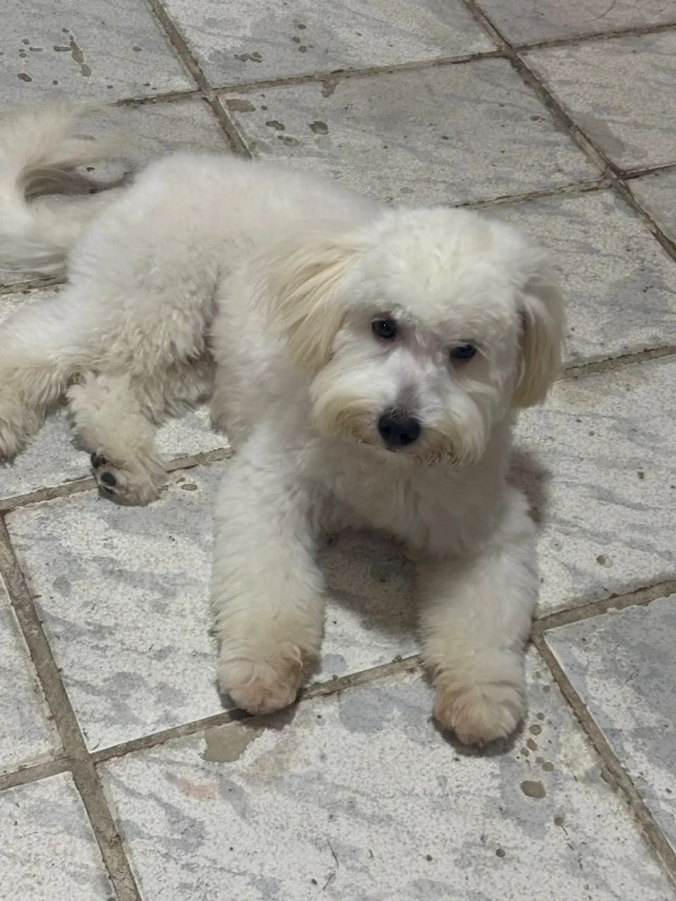 Vende-se cachorro poodle - Foto 2