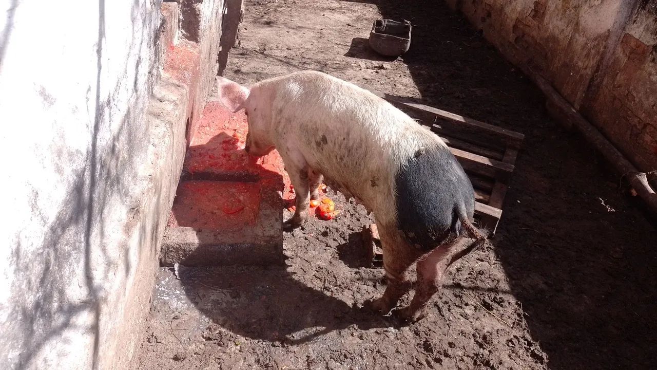 Leitoa 