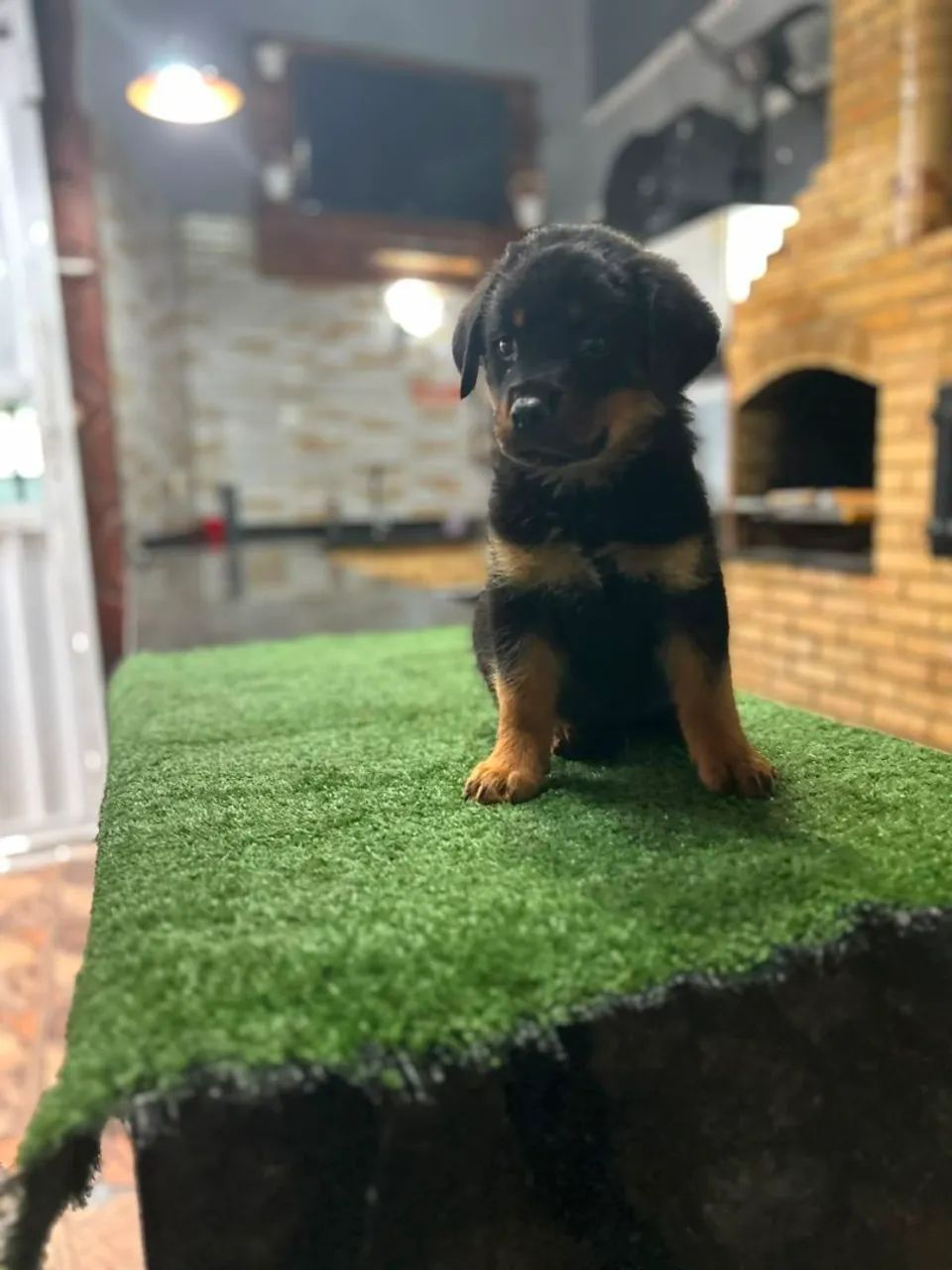 Rottweiler  - Foto 2