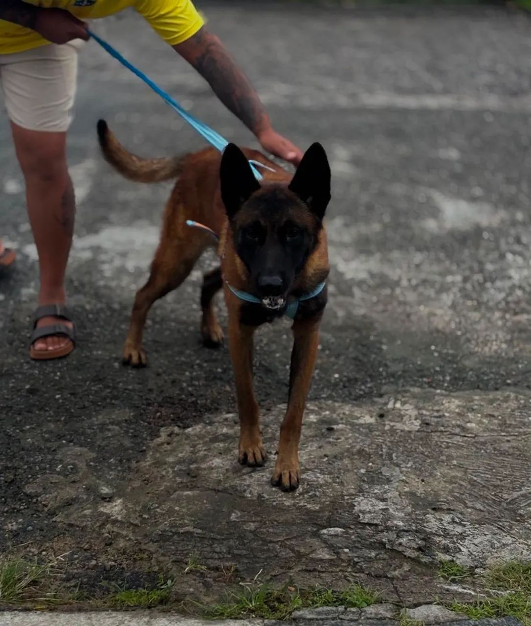 Pastor de Malinois  - Foto 2