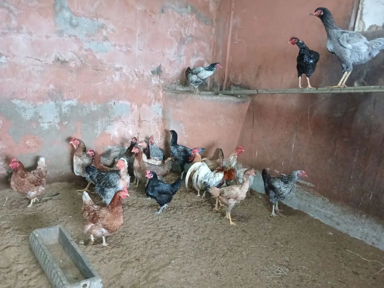 Galinha caipira  - Foto 2