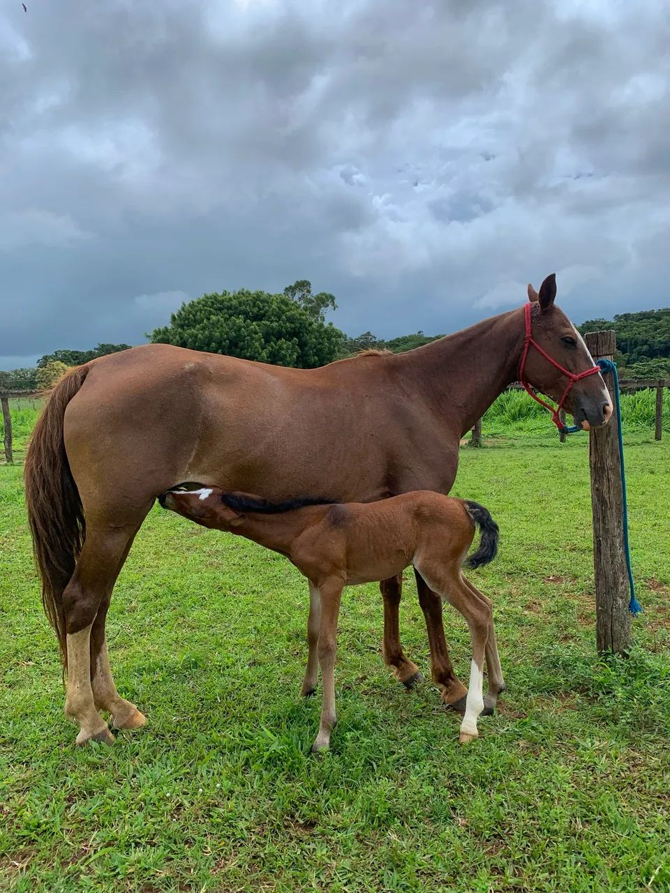  égua manga larga registrada com potra registrada