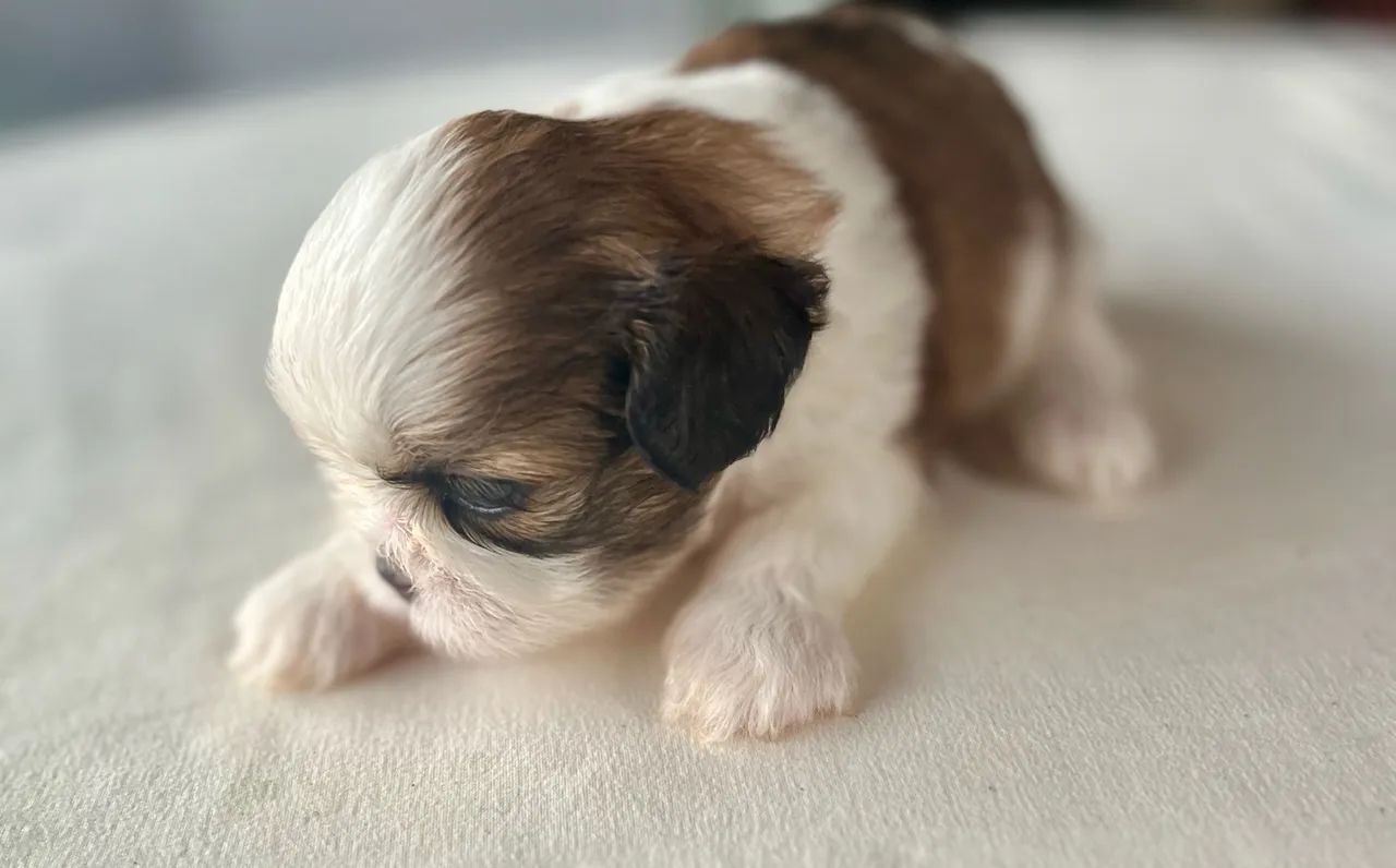 Shih Tzu - Foto 5