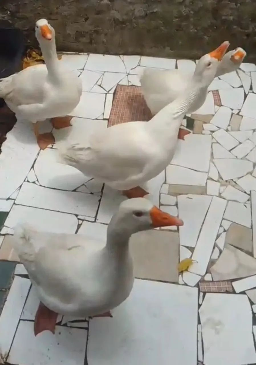 VENDO GANSO SINALEIRO MACHOS 