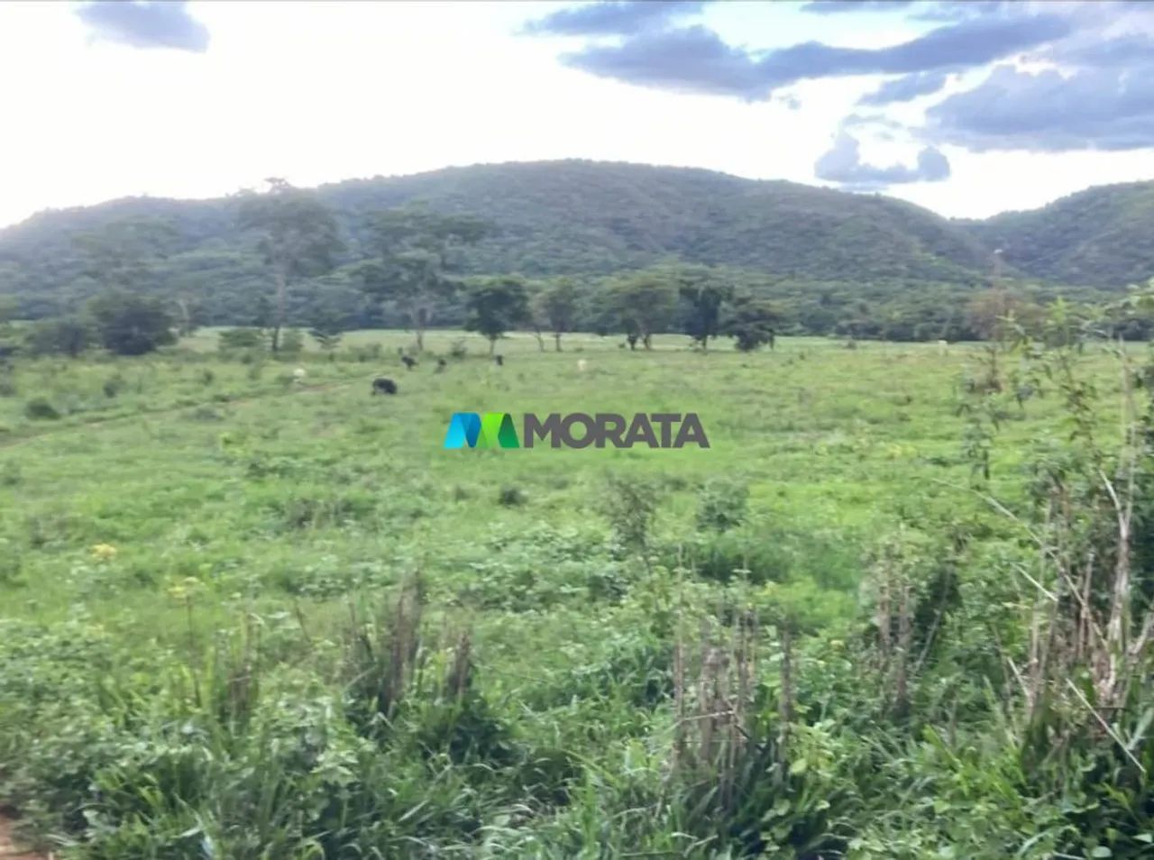 FAZENDA À VENDA - 37 HECTARES - PITANGUI (MG) - Foto 2