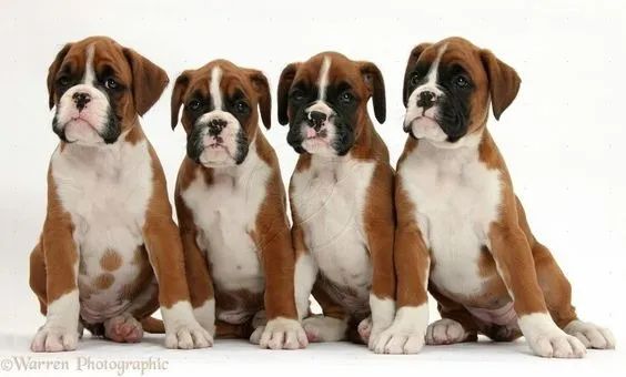 Boxer Filhotes