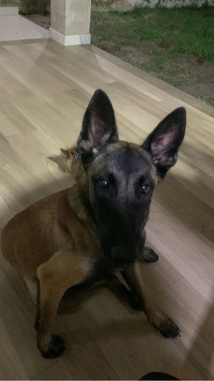 Pastor Belga Malinois - Foto 3