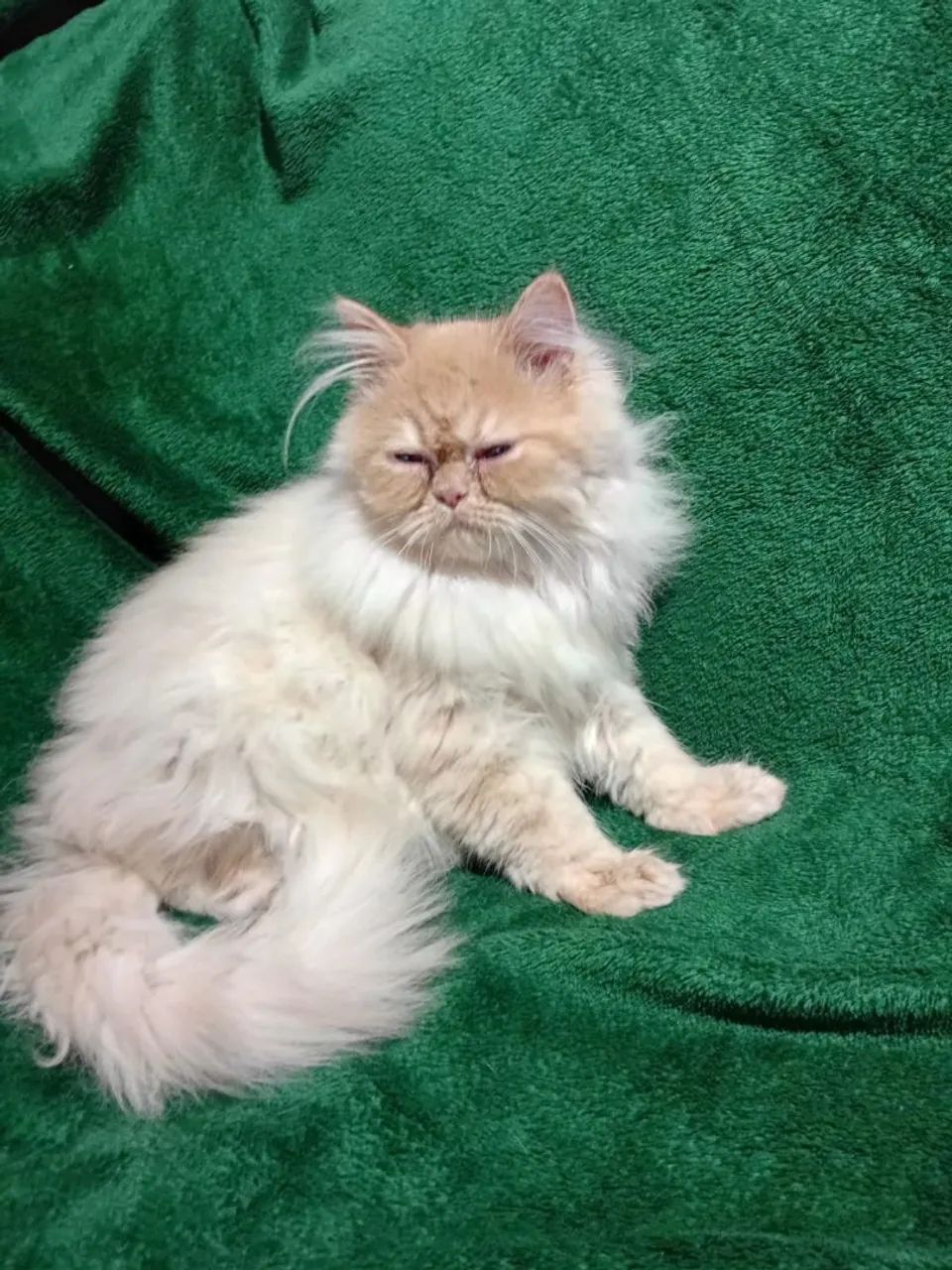 Gato Persa 8 meses - Não castrado - Foto 2