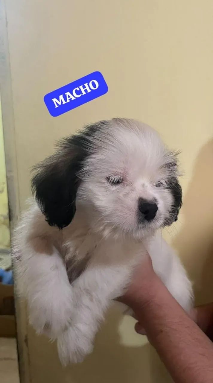 Filhotes Lhasa Apso - Foto 3