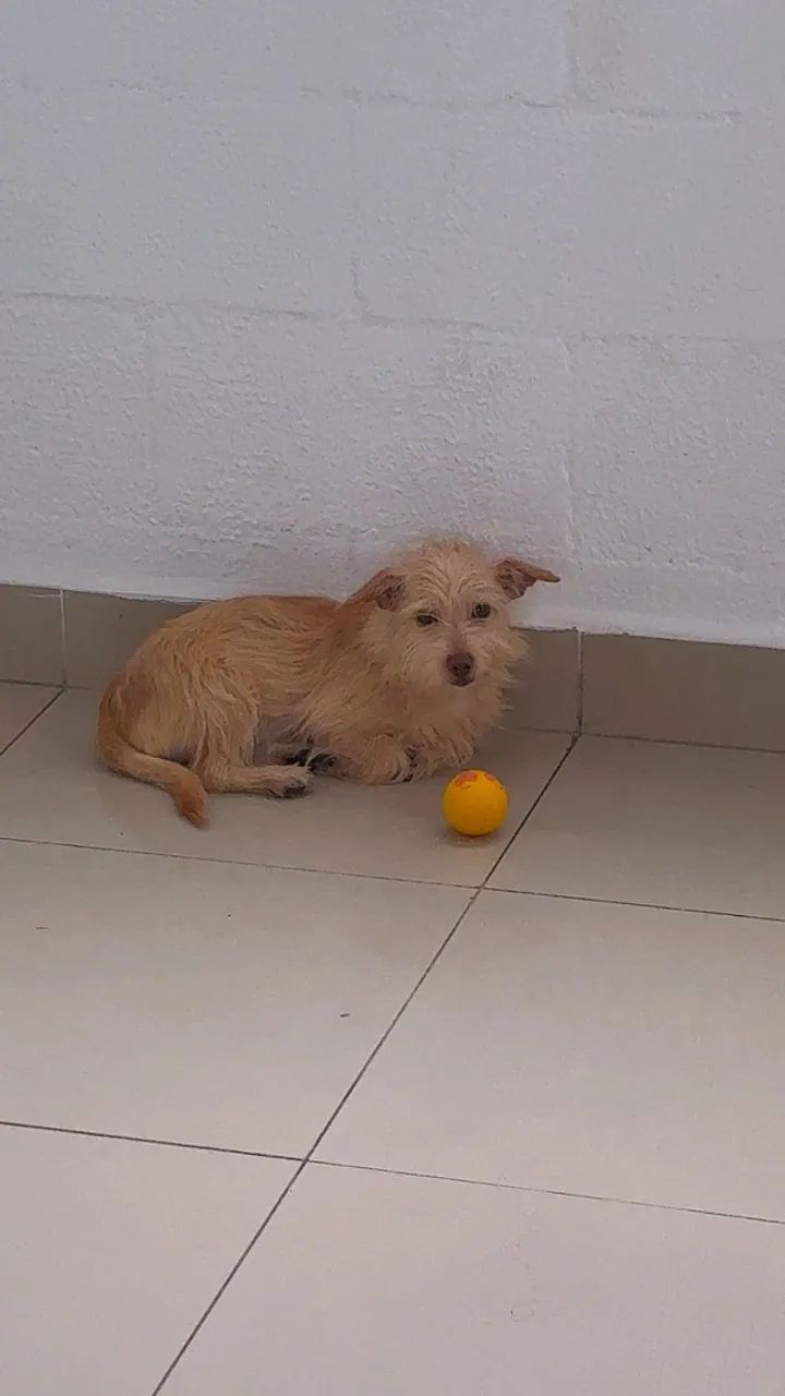 cachorro macho - Foto 3