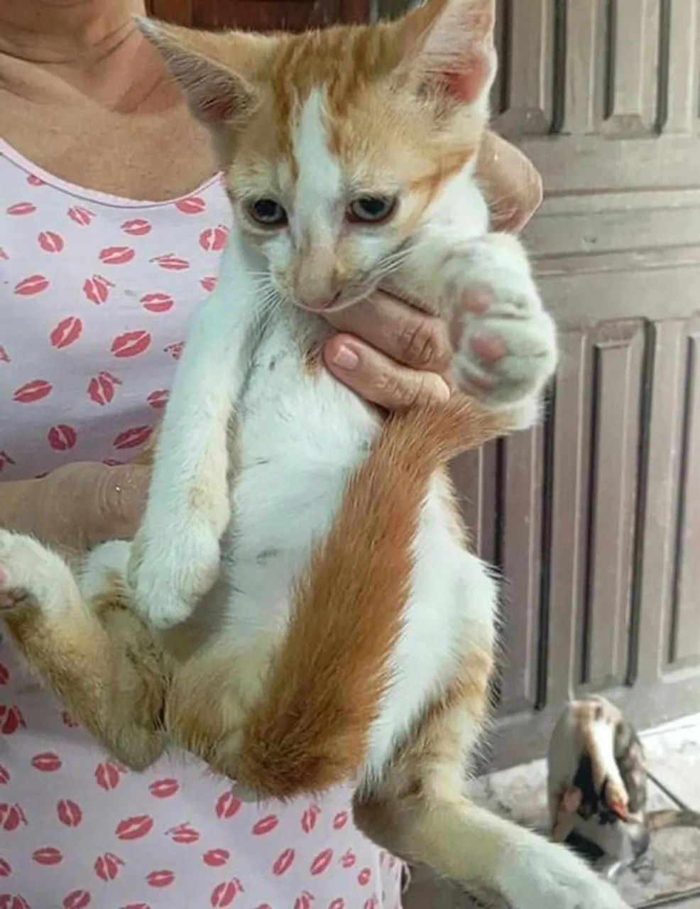 Doação de gatos - Foto 4