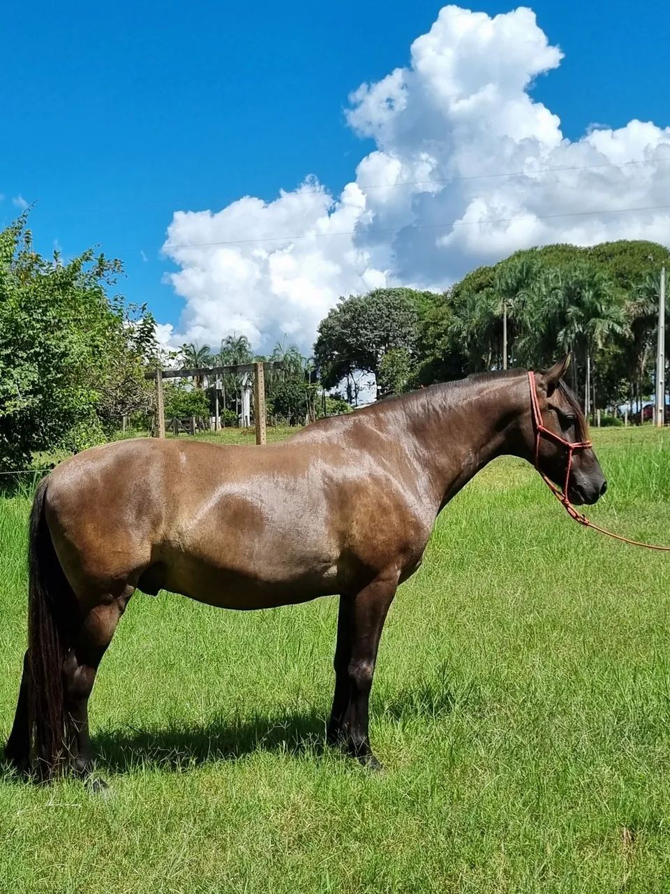 Cavalo disponível para venda.