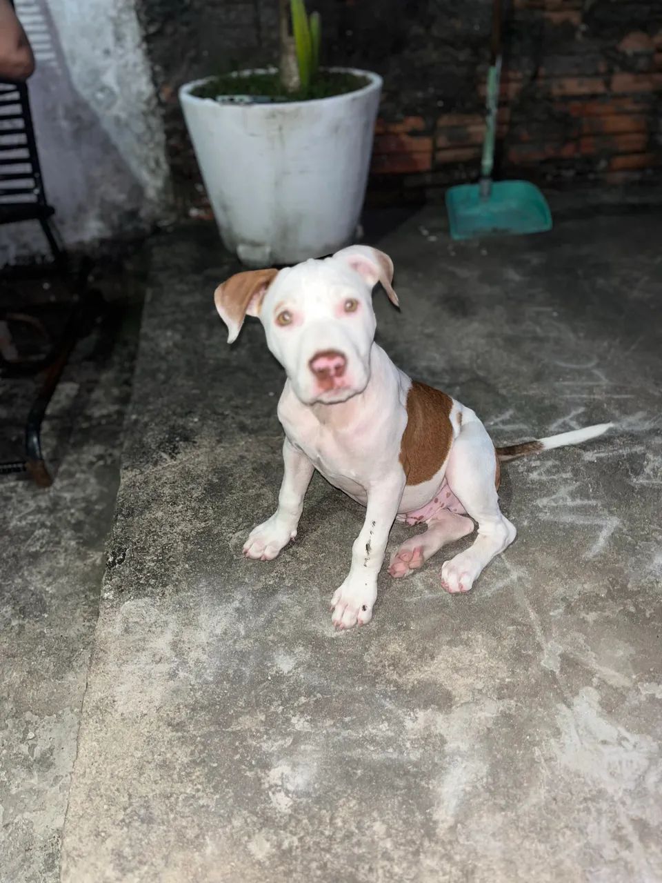 Pitbull 