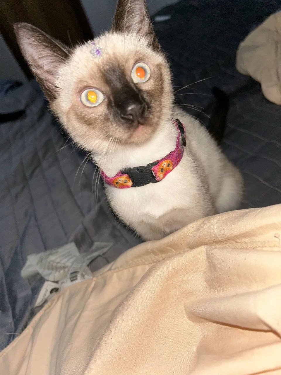 Doa-se Gata Castrada - Foto 2