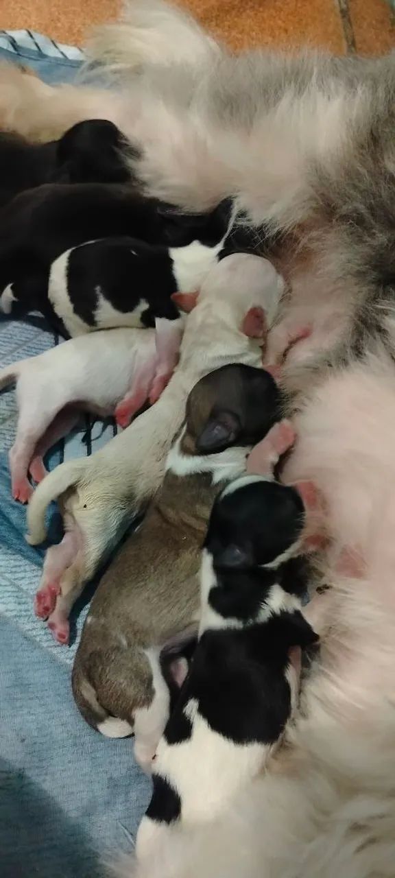 cachorro filhotes  - Foto 5