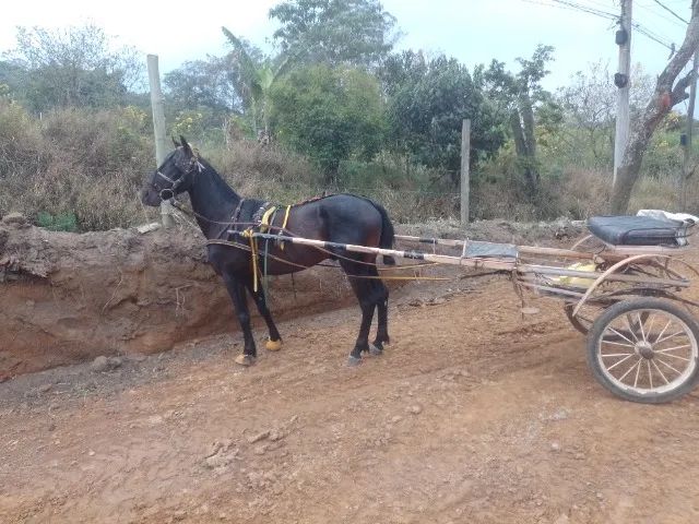Cavalo mestiço  - Foto 4