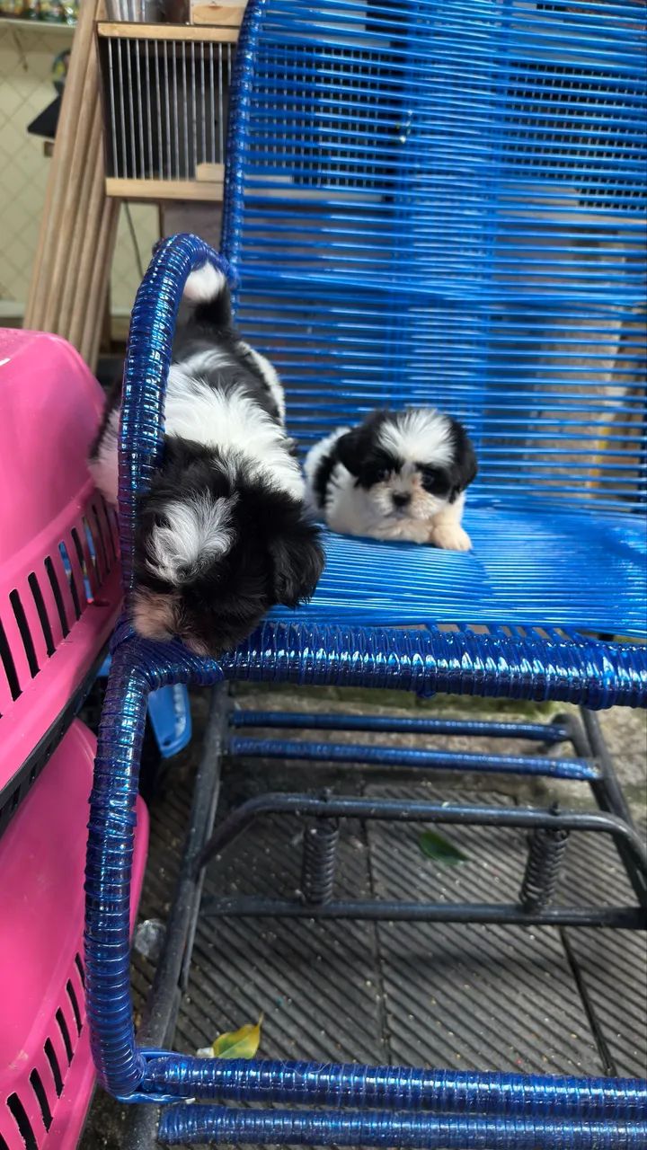 Lindos filhotes de ShihTzu mini 