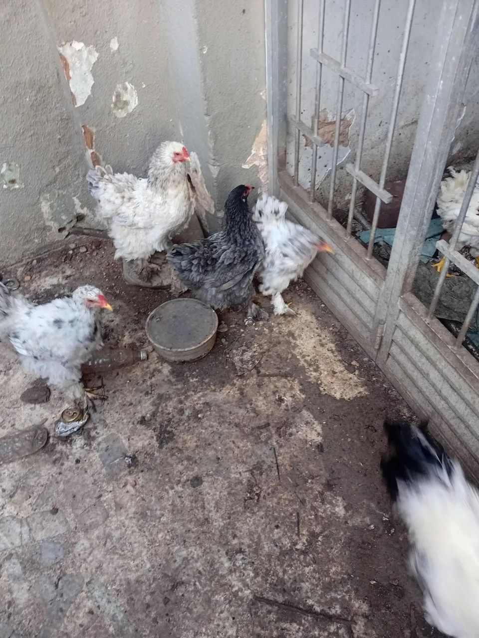 Vendo galinhas da raça Brahma  - Foto 3