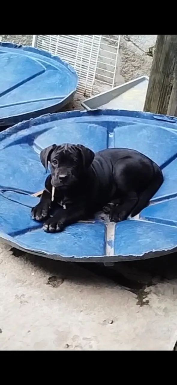 Cane corso - Foto 3