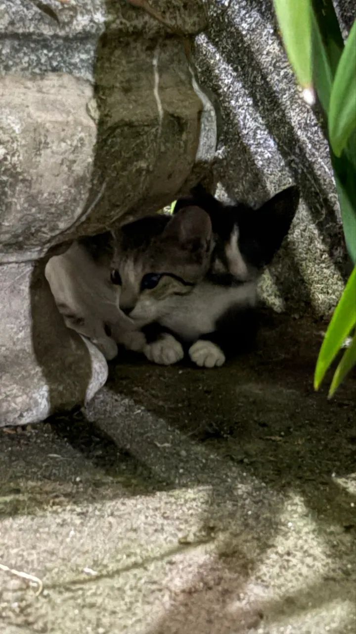 DOO GATOS - Foto 3