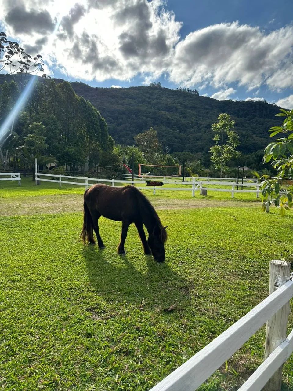 Vendo pônei  - Foto 3