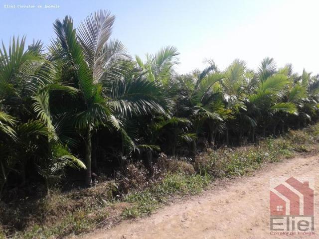 Fazenda Plana em Itapoá, Criação de Gado ou Plantio, Aceita Parte em Permuta - Foto 5