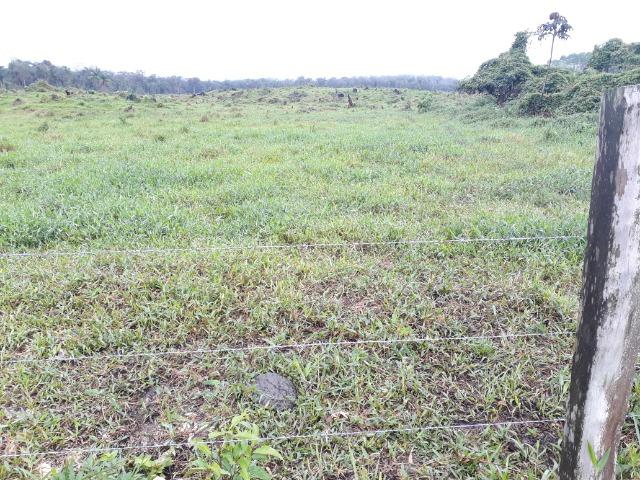 Fazenda Plana em Itapoá, Criação de Gado ou Plantio, Aceita Parte em Permuta - Foto 18