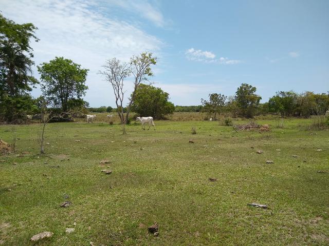 Fazenda - Foto 8