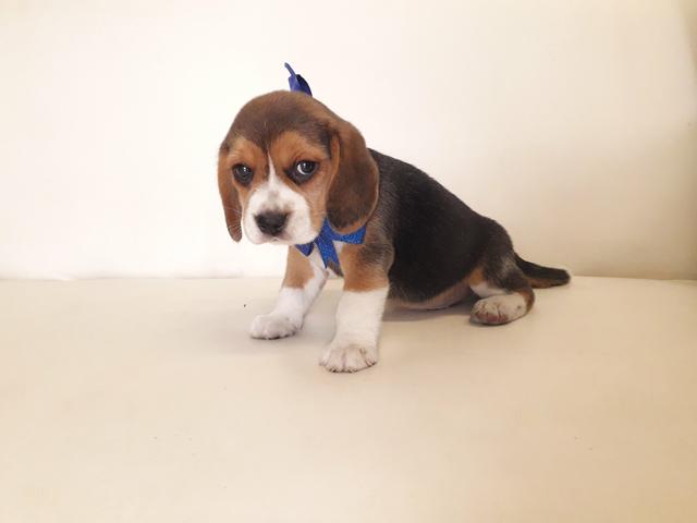 Beagle - Foto 6