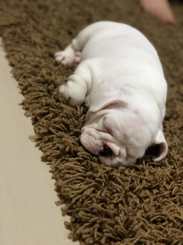 Filhote de buldogue - Foto 3